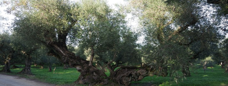 Maslinul: un arbore remarcabil !
